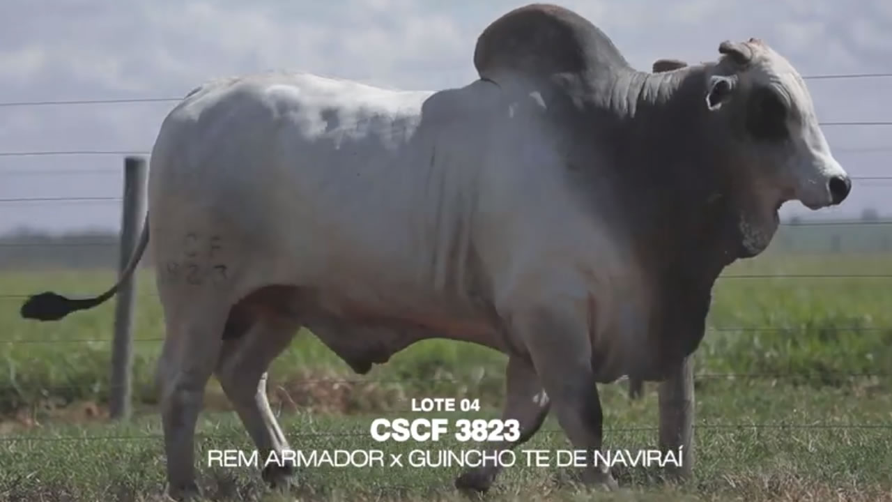 Lote - 04 CSCN 3823
